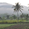 Tamil Nadu countryside at dawn