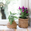 Basket Planter for Indoor Plants from Artha Collections